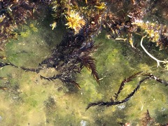 Fontinalis antipyretica