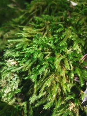 Echinodium renauldii