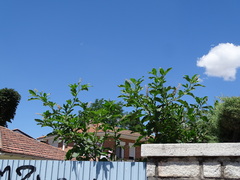 Phytolacca americana