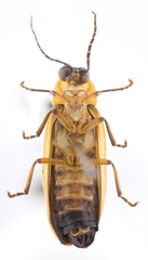 Heterophotinus striatus