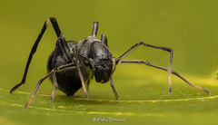 Apochinomma formicaeforme