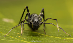 Apochinomma formicaeforme