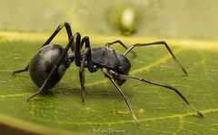 Apochinomma formicaeforme
