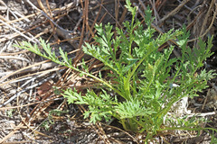Artemisia biennis