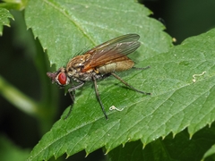 Hydrophoria lancifer