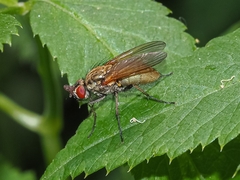 Hydrophoria lancifer