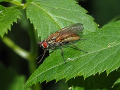 Hydrophoria lancifer