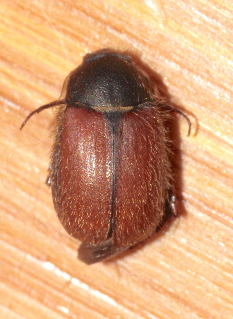 Paratriodonta maroccana