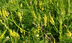 Melilotus altissimus