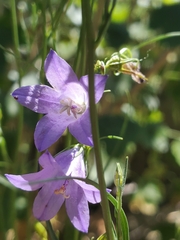 Campanula rotundifolia