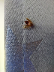 Deraeocoris flavilinea