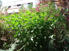 Phytolacca americana