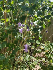 Campanula rotundifolia