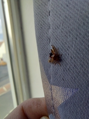 Deraeocoris flavilinea