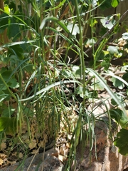 Campanula rotundifolia