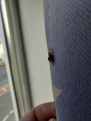 Deraeocoris flavilinea