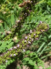 Amorpha fruticosa