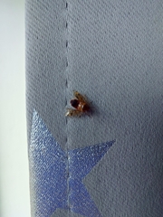 Deraeocoris flavilinea