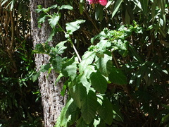 Phytolacca americana