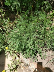 Amorpha fruticosa