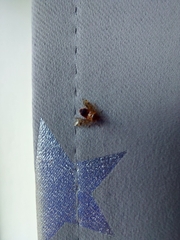 Deraeocoris flavilinea