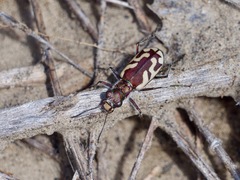 Cicindela lengi