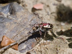 Cicindela lengi