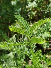 Amorpha fruticosa