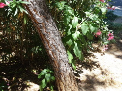 Phytolacca americana