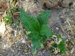 Phytolacca americana