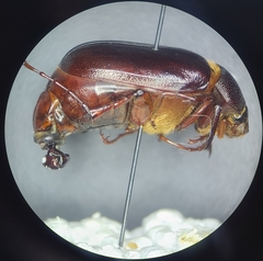 Phyllophaga rugosa