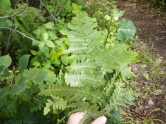 Pteridium aquilinum