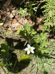 Eriocapitella rivularis