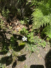 Eriocapitella rivularis