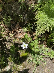 Eriocapitella rivularis