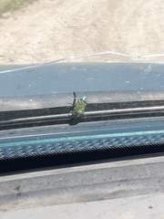 Buprestis confluenta