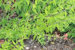 Anisacanthus quadrifidus