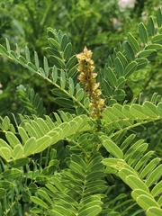Amorpha nana