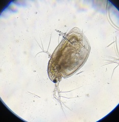 Simocephalus vetulus