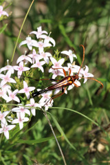 Strangalia virilis