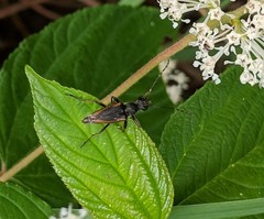 Brachyleptura brevis