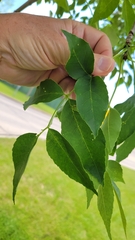 Fraxinus pennsylvanica