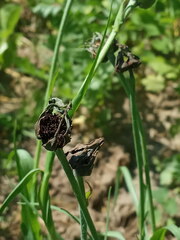 Microbotryum tragopogonis-pratensis