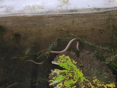 Fowlea flavipunctata