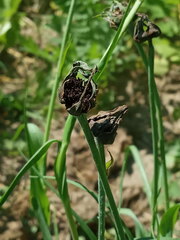 Microbotryum tragopogonis-pratensis