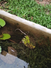 Fowlea flavipunctata