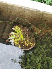 Fowlea flavipunctata