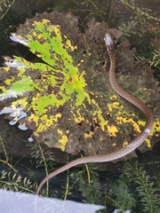 Fowlea flavipunctata