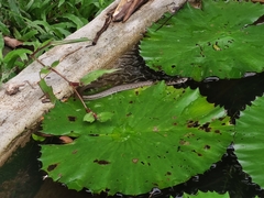 Fowlea flavipunctata