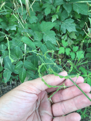 Desmodium tweedyi